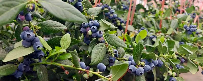 怎样种植蓝莓，首先要选择高产品种