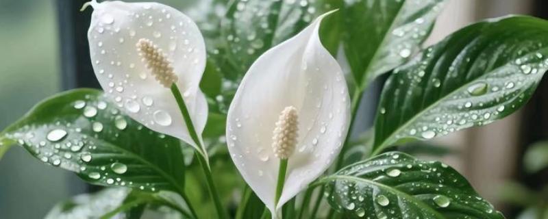 一帆风顺有什么用，可供观赏还能净化空气