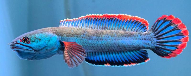 雷龙鱼的寿命多长，寿命都在5-10年之间