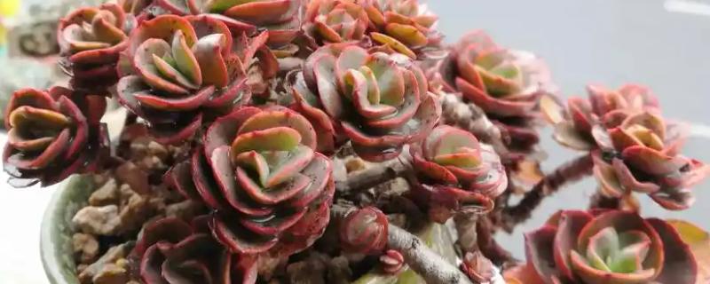 耐高温的多肉植物，常见的有秀妍、橙梦露等