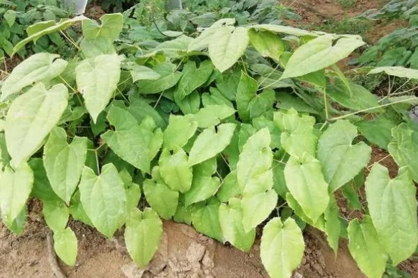 种植淫羊藿每亩的成本，一亩成本大概是4100元