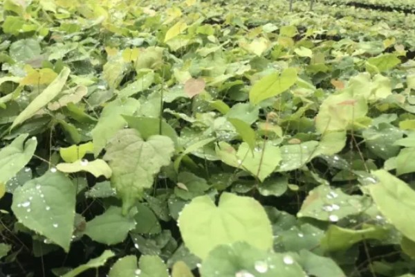 种植淫羊藿每亩的成本，一亩成本大概是4100元