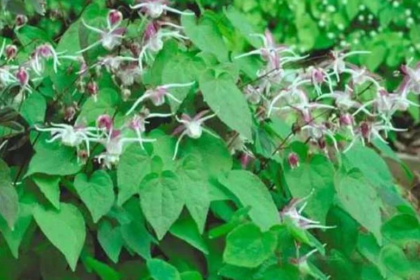 种植淫羊藿每亩的成本，一亩成本大概是4100元