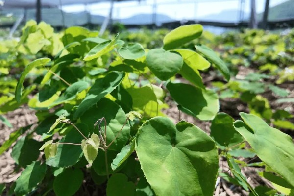 种植淫羊藿每亩的成本，一亩成本大概是4100元