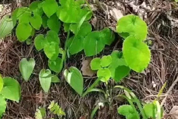 种植淫羊藿每亩的成本，一亩成本大概是4100元