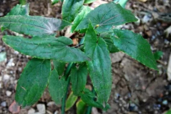 种植淫羊藿每亩的成本，一亩成本大概是4100元