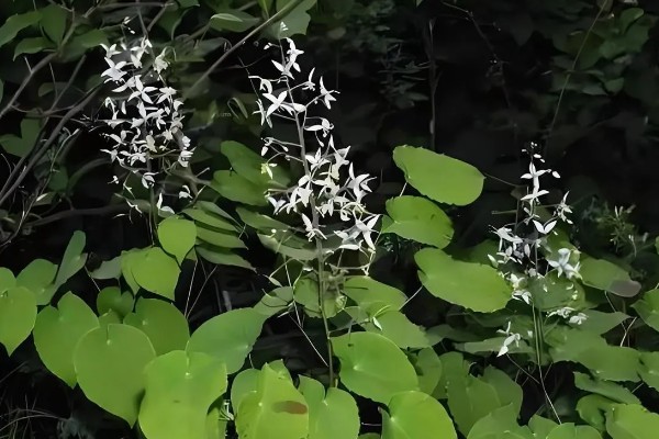 种植淫羊藿每亩的成本，一亩成本大概是4100元