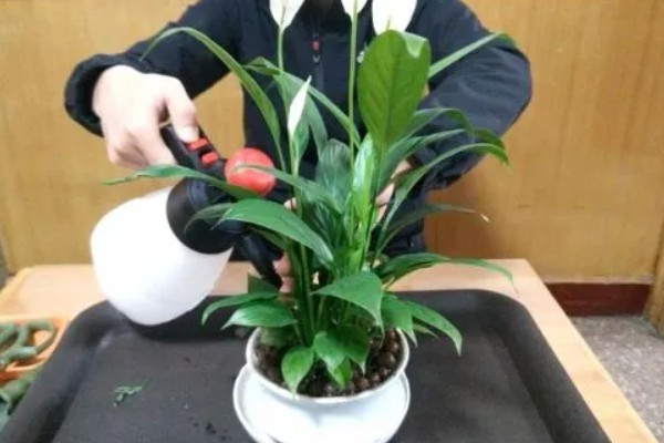 白掌叶子发黄怎么处理，需遮蔽强光