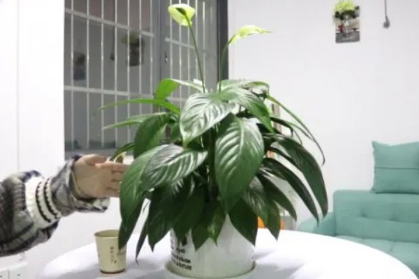 白掌叶子发黄怎么处理，需遮蔽强光