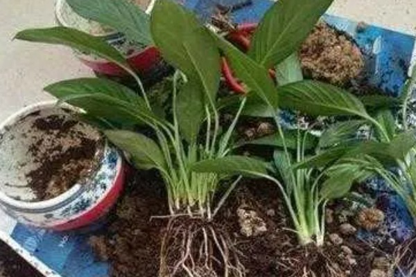 白掌叶子发黄怎么处理，需遮蔽强光