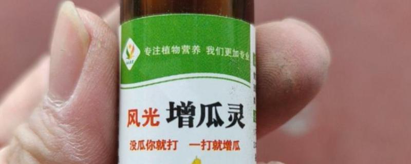 甜瓜增瓜灵什么时候喷，通常在长出3-4片真叶时使用