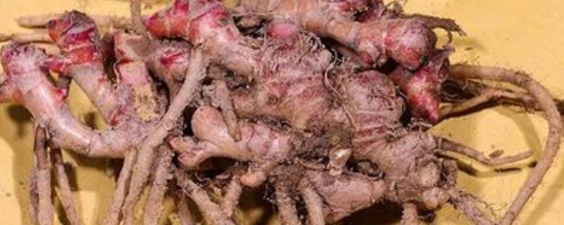 风姜多久施肥一次，共施肥3次