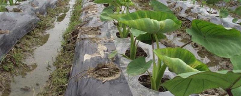 芋头打膨大素的时间，种植后60-70天左右喷施膨大素