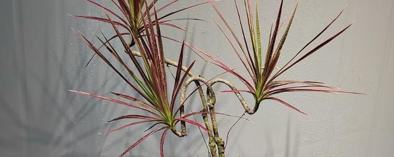 怎么才能让千年木变红，要根据植株的生长状态进行施肥