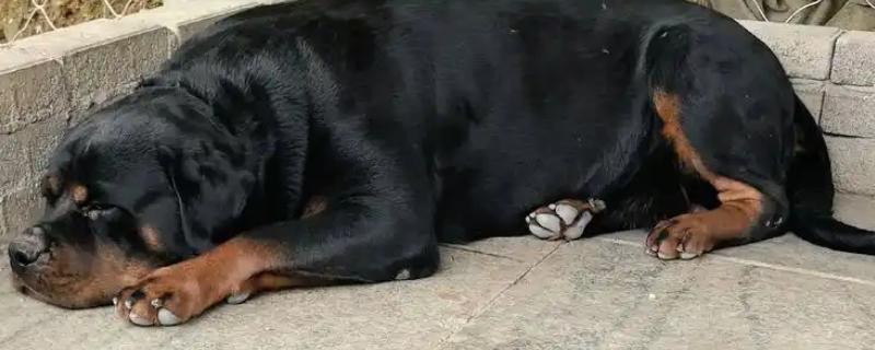 狗狗拉软便但很有精神的原因，可能是消化不良所致