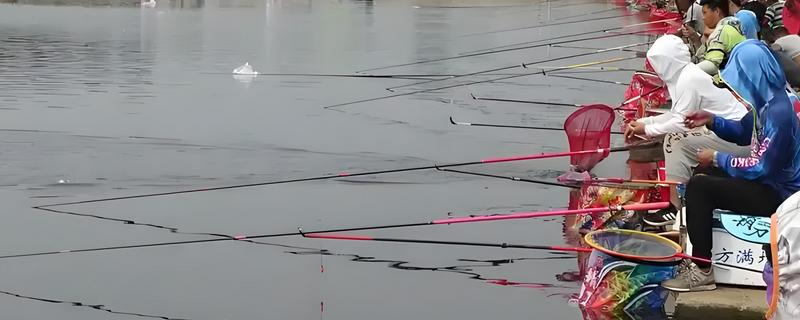 黑坑偷驴的技巧，饵料可以用散炮