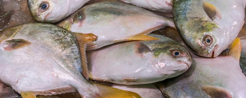 金鲳鱼和银鲳鱼的区别是什么，体型和外表均不同