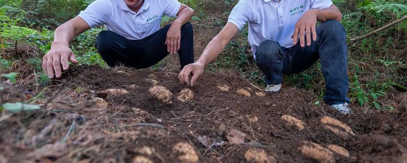 天麻冬天会不会冻死，不一定会冻死