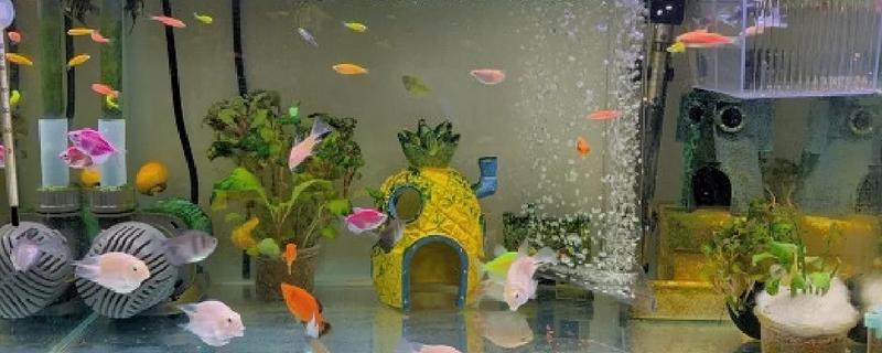 热带鱼鱼缸如何正确换水，需提前困水