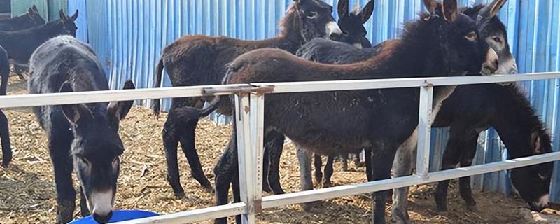 养驴有哪些优势，市场行情好且疾病少