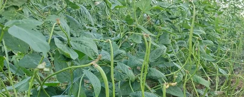 长豆角如何整枝，幼苗生长到50cm时便可进行