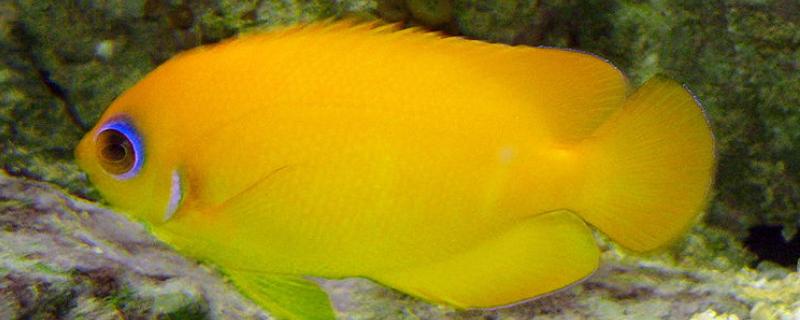 黄新娘神仙鱼好养吗，饲养难度较大