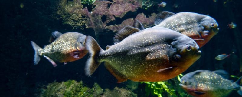 食人鱼的天敌，有电鳗、巨骨舌鱼等