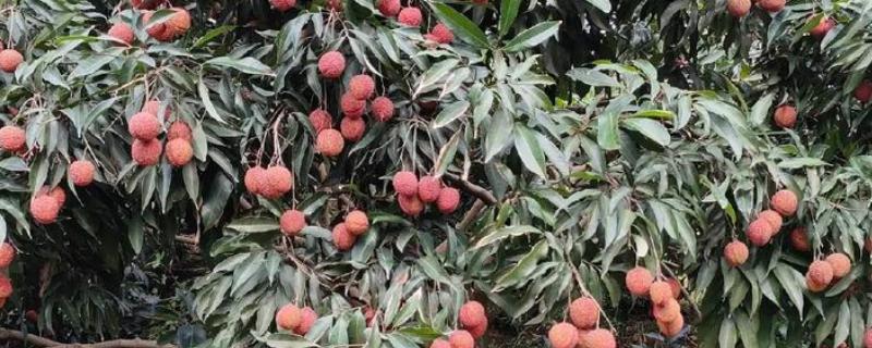 哪里的荔枝最出名，广东和四川的荔枝有名