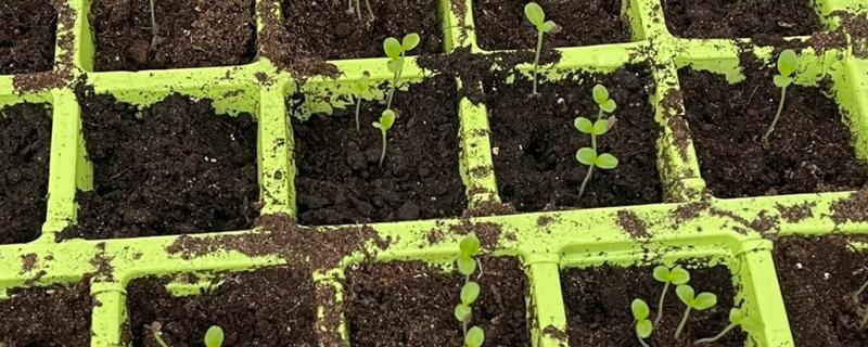 莴笋什么时候育苗，夏莴笋在4-5月份露地育苗