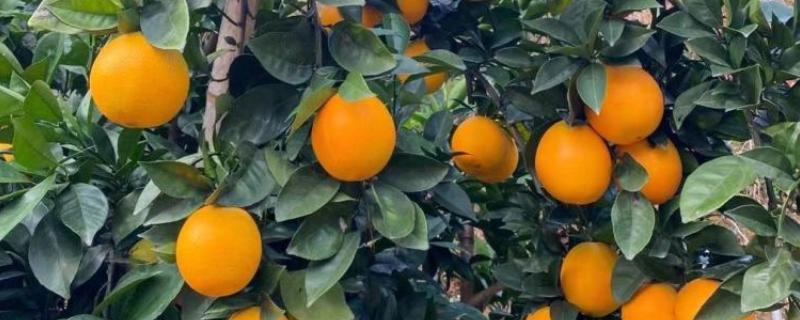 赣南脐橙为何受欢迎，因为其种植在含有稀土元素的土地上