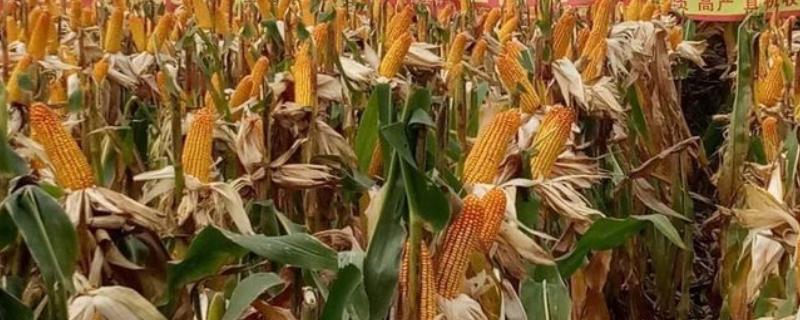 西南玉米的品种介绍，推荐金博士825、正大999等