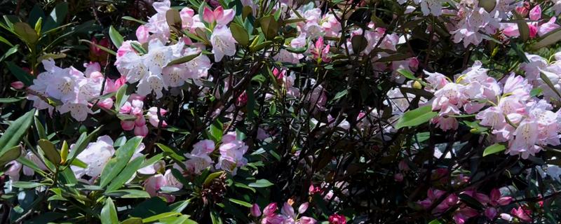 猴头杜鹃的花语是什么，花语是永远属于你