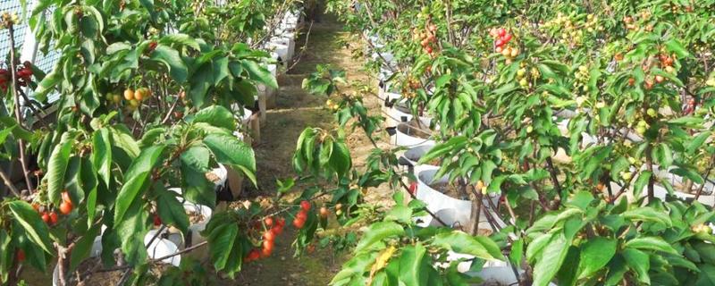 樱桃的施肥时间，在花前、壮果的时候均要施肥