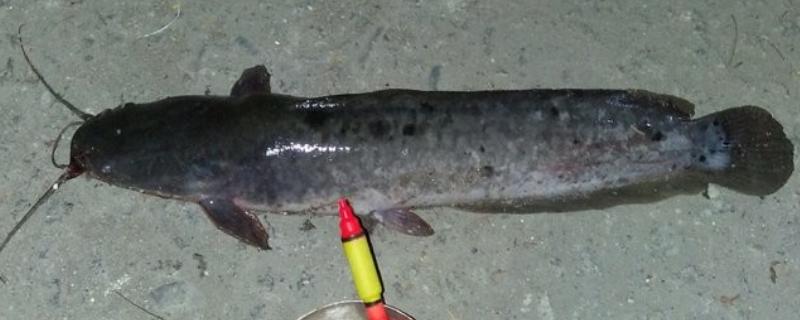 海竿钓鲶鱼的绝招，鱼竿可用2.1-3.6米的海竿