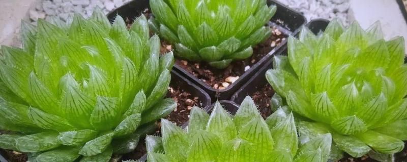 樱水晶长侧芽怎么处理，可以用小刀将侧芽从根部切断