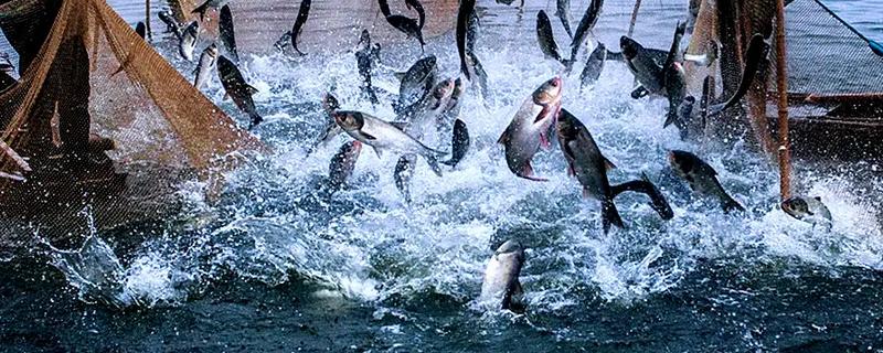 淡水主要养殖品种，包括鱼类、甲壳类等