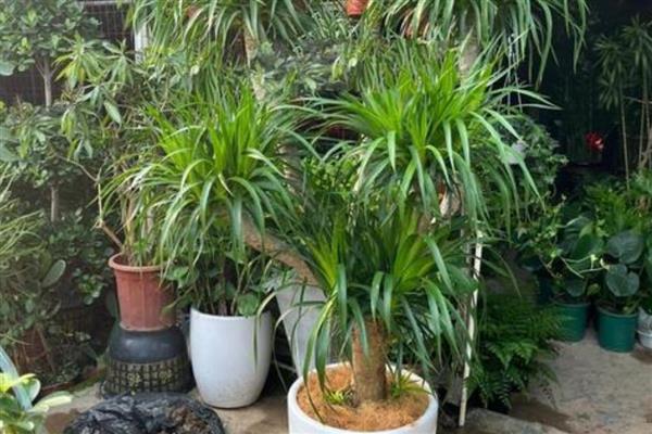 龙血树让叶子变挺的养护方式,为其提供充足的光照