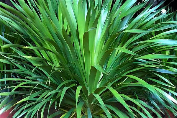 龙血树让叶子变挺的养护方式,为其提供充足的光照