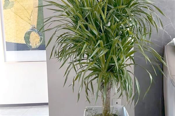 龙血树让叶子变挺的养护方式,为其提供充足的光照