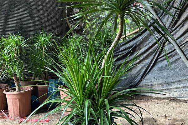 龙血树让叶子变挺的养护方式,为其提供充足的光照