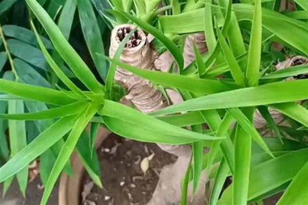 龙血树让叶子变挺的养护方式,为其提供充足的光照