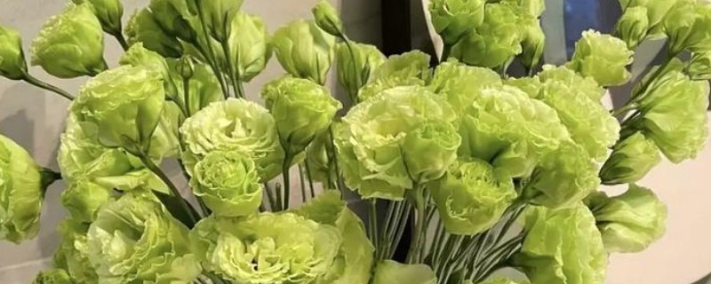 绿色桔梗花有什么花语，代表坚强坚持、自信高雅、朴实的心