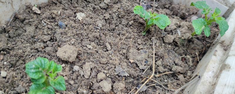 土豆出苗后要留多少苗，适合保留1-3棵