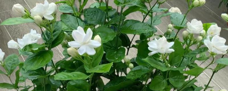 茉莉花的开放季节，花期为初夏至晚秋