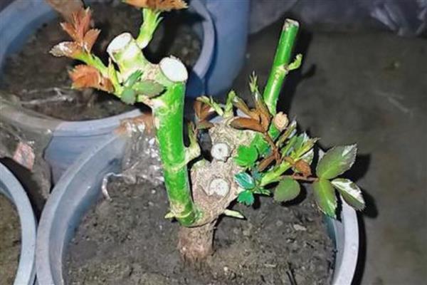 月季老桩快速生根的方法，选择微酸性土壤种植
