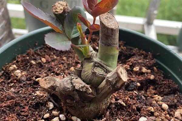 月季老桩快速生根的方法，选择微酸性土壤种植