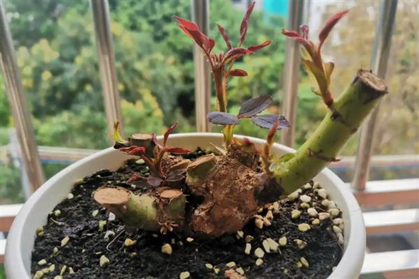 月季老桩快速生根的方法，选择微酸性土壤种植