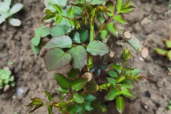 月季老桩快速生根的方法，选择微酸性土壤种植