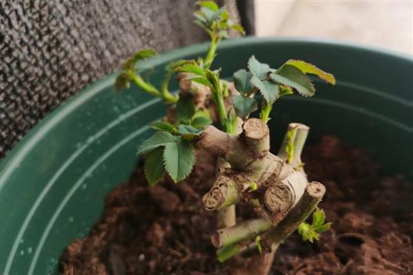 月季老桩快速生根的方法，选择微酸性土壤种植