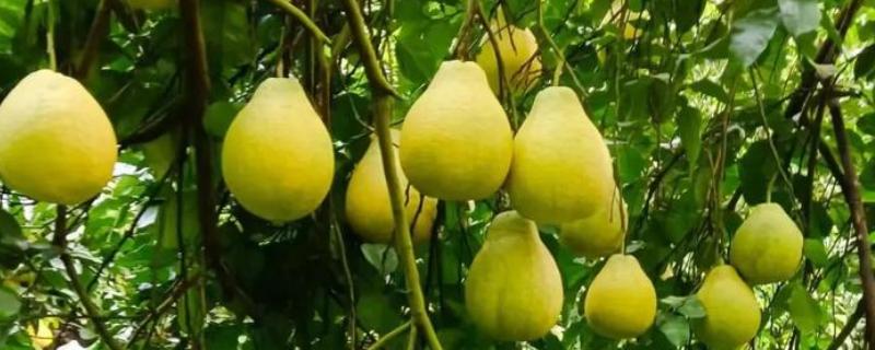 沙田柚名字的由来，最早种植地为广西省容县沙田村